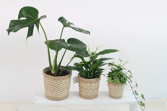 tři pokojové rostliny